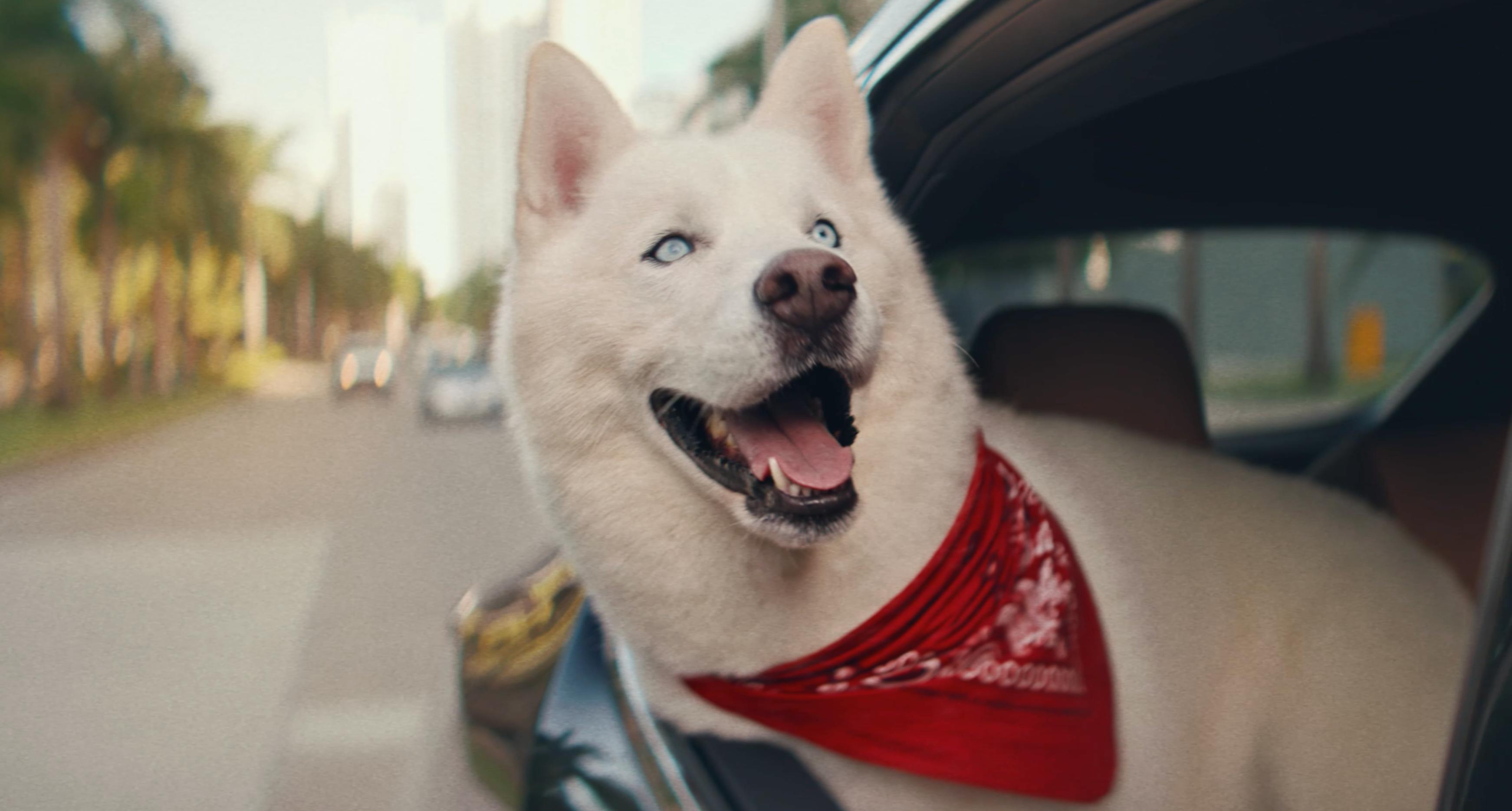 A close-up of a white dog wearing a red bandana.