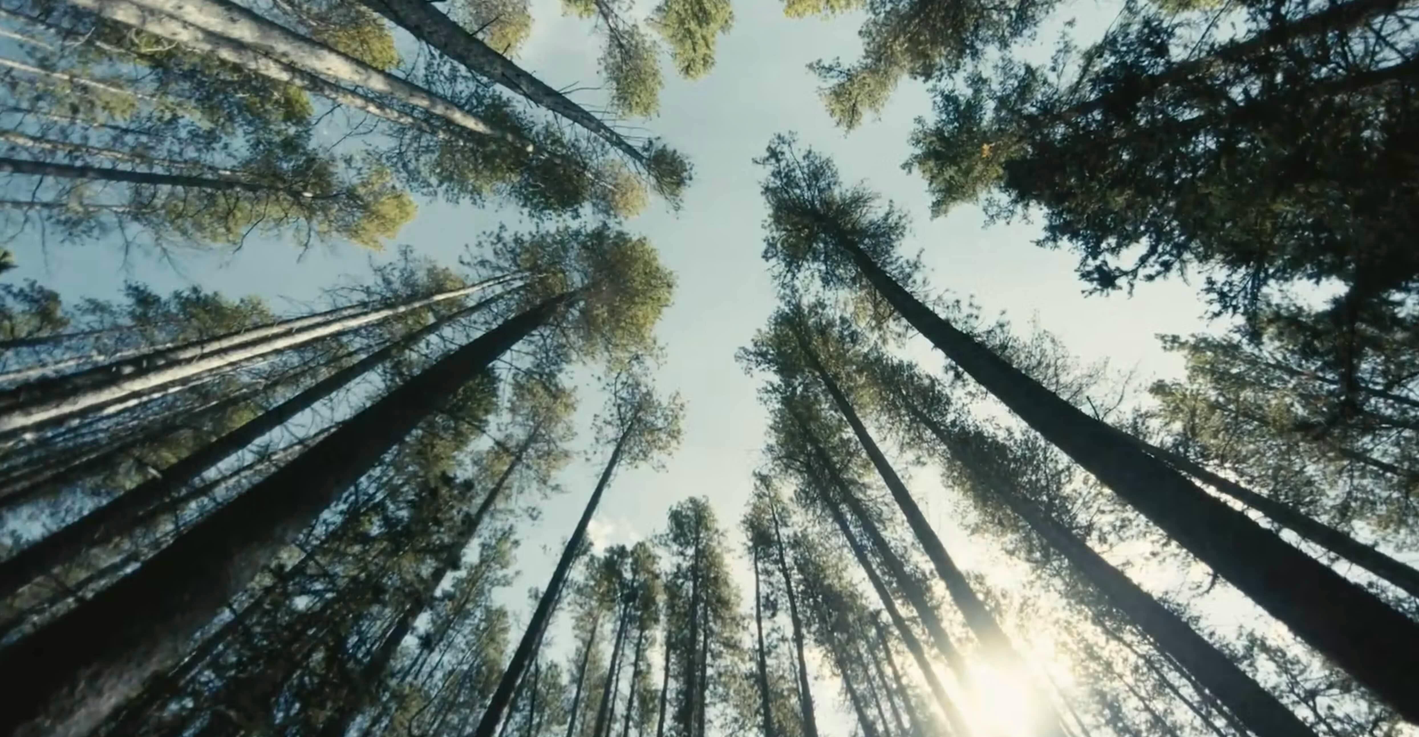 A low-angle shot looking up through tall trees toward the sky.