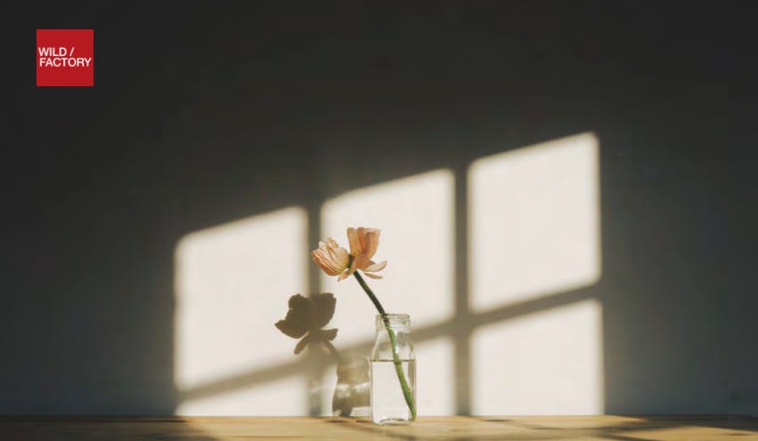 Single flower in window light representing a New York video directors campaign with cinematic visual storytelling